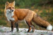 Ξεκινά ο εμβολιασμός των κόκκινων αλεπούδων στην Π.Ε. Κιλκίς