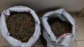 Κάνναβη σε ποιμνιοστάσιο εντόπισαν αστυνομικοί με τη βοήθεια της «Minnie»