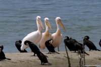 Φώλιασαν ροδοπελεκάνοι στην Κάρλα για πρώτη φορά