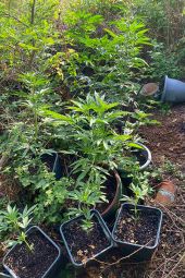 Καλλιεργούσε χασισοφυτεία στη Θεσσαλονίκη, αλλά έπεσε στα δίχτυα της Ασφάλειας Παιονίας (ΒΙΝΤΕΟ-ΦΩΤΟ)