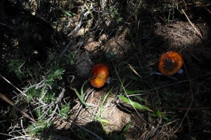 Πέθανε μοναχός από κατανάλωση δηλητηριωδών μανιταριών