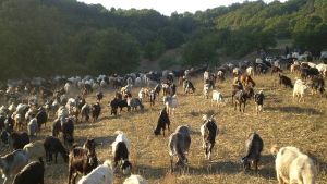 Η ευλογιά των αιγοπροβάτων περιορίζει τις παραδοσιακές μετακινήσεις κτηνοτρόφων