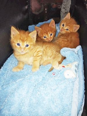 Γατο-Σωτήρες: Σχολική δράση αγάπης προς τις γάτες του Κιλκίς από μαθητές