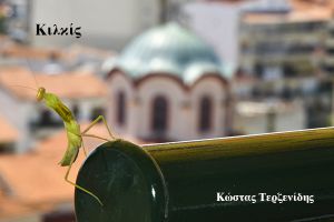 Ξαφνιάστηκε το Αλογάκι της Παναγίας…