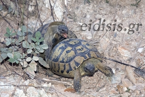 Κάντε έρωτα, όχι πόλεμο (μνημόνιο)!