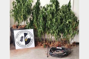 ΒΙΝΤΕΟ - Από το Τμήμα Ασφάλειας Κιλκίς συνελήφθη ένας άνδρας σε περιοχή της Θεσσαλονίκης γιατί καλλιεργούσε 39 δενδρύλλια κάνναβης