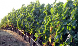 Αποτίμηση της καλλιεργητικής περιόδου 2018 για το οινοποιήσιμο αμπέλι στην Π.Ε. Κιλκίς