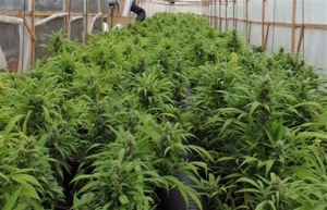 Φυτεία με χασίς εντοπίστηκε σε βουνοπλαγιά στην Ανδρίτσαινα Ηλείας