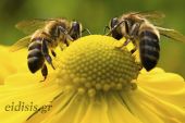 Στις πρώτες θέσεις πανελλαδικά η Π.Ε. Κιλκίς στην έκδοση ψηφιακών μελισσοκομικών ταυτοτήτων