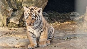 Νεογέννητα ζώα: Η αναγέννηση στα ζωολογικά πάρκα της Βουλγαρίας