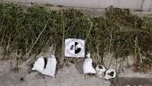 Θεσσαλονίκη: Εντοπίστηκε φυτεία κάνναβης με δενδρύλλια έως 4 μέτρα – Τρεις συλλήψεις