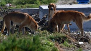 Κατεστραμμένοι κάδοι απορριμμάτων μετατράπηκαν σε «καταφύγια» αδέσποτων ζώων