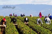Παράταση προσωρινής απασχόλησης εργατών γης για επιπλέον 90 ημέρες
