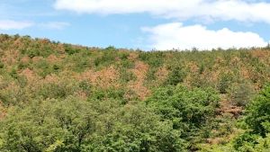 Ανοιχτή διαδικασία προσλήψεων για 176 δασοπόνους και 105 δασολόγους σε όλη την Ελλάδα