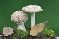 Αλβανία: Ο στρατός νοικιάζει παλιές σήραγγες σε καλλιεργητές μανιταριών