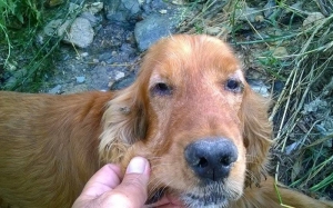 Υποχρεωτική η ετήσια δήλωση όλων των δεσποζόμενων ζώων συντροφιάς (σκύλοι – γάτες)