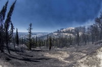Νεκρός άνδρας βρέθηκε στο καμένο δάσος του Καρέα