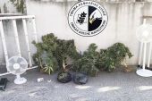 Θεσσαλονίκη: Καλλιεργούσε κάνναβη στο σπίτι του, όμως τον έπιασαν οι αστυνομικοί του Κιλκίς