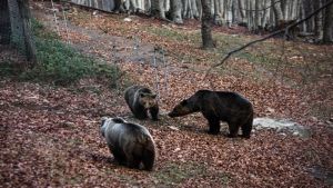 Πονηρή αρκούδα βρήκε τον πιο ευρηματικό τρόπο για να κλέψει φαγητό