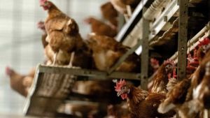 Η Ολλανδία θανάτωσε 190.000 πουλερικά σε δύο εκτροφεία, λόγω γρίπης των πτηνών