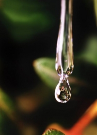 Αναγνωρίστηκε η μαστίχα Χίου ως φυσικό φάρμακο