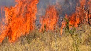 Υπό έλεγχο η πυρκαγιά που ξέσπασε σε δασική έκταση του δήμου Λαγκαδά