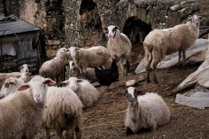 Χίλια μπράβο στους αγροτοκτηνοτρόφους της Παιονίας που συγκεντρώνουν ζωοτροφές για τους πυρόπληκτους κτηνοτρόφους της Εύβοιας