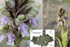 Κιλκίς: Εντοπίστηκε το βορειότερο σημείο εμφάνισης σπάνιας ορχιδέας στην Ελλάδα