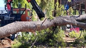 Θεσσαλονίκη: 28 δέντρα κατέρρευσαν και ηλεκτροδότηση διακόπηκε από θυελλώδεις ανέμους