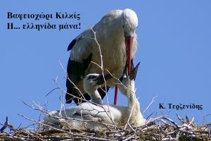 Η… ελληνίδα μάνα ταΐζει στο Βαφειοχώρι Κιλκίς τα νεογέννητά της