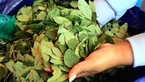 Αυξήσεις 10% στις καλλιέργειες κόκας στη Βολιβία το 2024