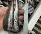 Θεσσαλονίκη: Κατασχέθηκαν 24 κιλά μπακαλιάροι στην ιχθυόσκαλα Νέας Μηχανιώνας