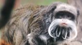 ΗΠΑ: Εντοπίστηκαν οι δύο σπάνιοι λεοντοπίθηκοι που είχαν εξαφανιστεί από τον ζωολογικό κήπο του Ντάλας