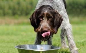 Ποτίστρες για τα αδέσποτα της πόλης από το Δήμο Αθηναίων