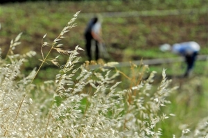 ΕΛΓΑ: Αποζημιώσεις 17,5 εκατ. ευρώ σε 13.710 αγρότες