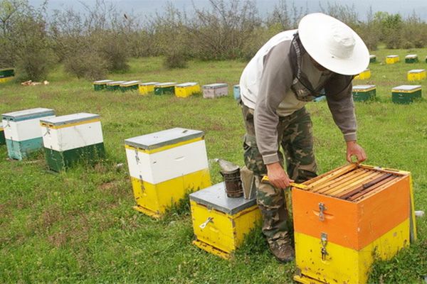 Ανακοίνωση από τη Διεύθυνση Αγροτικής Οικονομίας Κτηνιατρικής για τους ενεργούς μελισσοκόμους