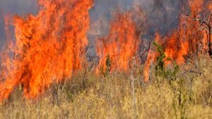 Θεσσαλονίκη: Φωτιά σε ξερά χόρτα στο Ωραιόκαστρο