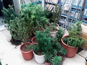 Δύο συλλήψεις στη Ρόδο για καλλιέργεια κάνναβης