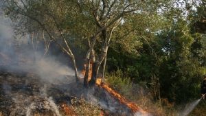 Φωτιά σε αγροτοδασική έκταση στην περιοχή Κορνοφωλιά, στο Σουφλί