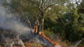 Φωτιά σε αγροτοδασική έκταση στην περιοχή Κορνοφωλιά, στο Σουφλί