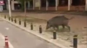 Θεσσαλονίκη: Αγριογούρουνο βγήκε «βόλτα» στα Λαδάδικα