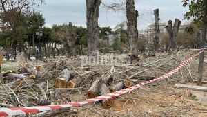 «Καρφιά» Αγγελούδη κατά Ζέρβα για την κοπή των δέντρων – «Υπάρχει κανείς που δεν συγκλονίστηκε;» (ΒΙΝΤΕΟ)