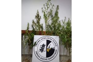Συλλήψεις στην Κεντρική Μακεδονία για καλλιέργεια δενδρυλλίων κάνναβης