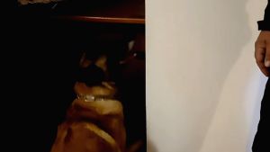 Σύλληψη 33χρονου με πάνω από έξι κιλά ναρκωτικών χάρη στον σκύλο «IRIS»