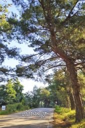 Να φροντίσουμε τα κλαδιά, πριν πέσουν και μας πλακώσουν