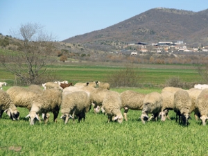 Νησίδα ασφαλείας στην Κ. Μακεδονία το Κιλκίς για την οζώδη δερματίτιδα