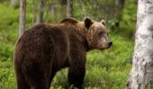 Θεσσαλονίκη: Αρκούδα νεκρή μετά από τροχαίο