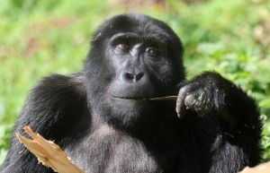 Συγκινητικό: Θηλυκός γορίλας δείχνει το γοριλάκι σε μητέρα που έχει το μωρό της αγκαλιά (ΒΙΝΤΕΟ)