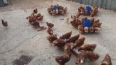 Το διεπιστημονικό έργο «OlivEgg» με την προσθήκη πάστας ελιάς στη διατροφή των αυγοπαραγωγών ορνίθων