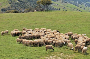 Εως 11 Απριλίου οι αιτήσεις για τη Βιολογική Κτηνοτροφία